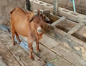 Sokoto Breed Goat