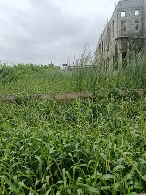 Half Plot of Land With 36 Pilling Points Done
