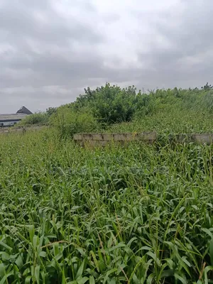 Half Plot of Land With 36 Pilling Points Done