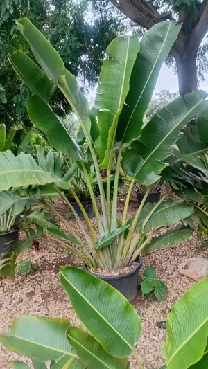 Traveller Palms