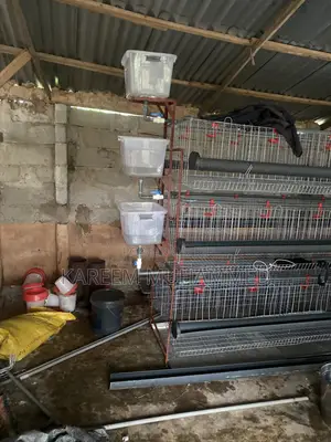 H Type Batery Cage for Layers