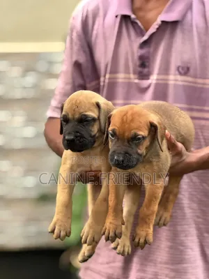 1-3 months Male Purebred Boerboel