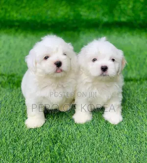 1-3 months Female Purebred Lhasa Apso