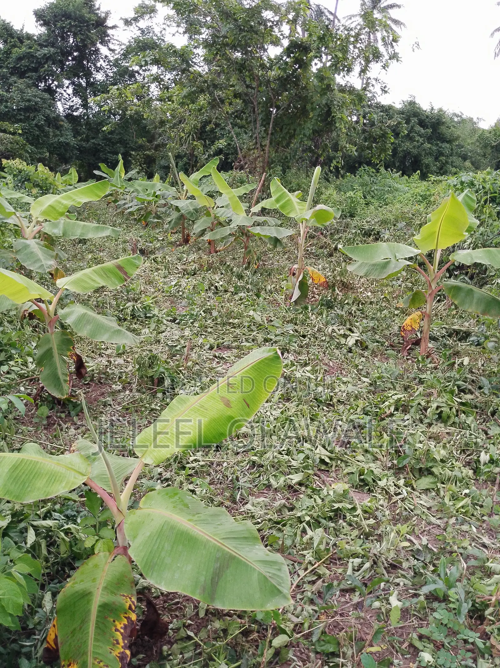 Farm Establishment and Management