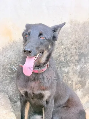 1+ year Female Purebred Australian Shepherd