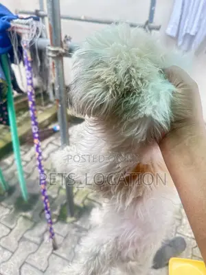 6-12 months Male Purebred Lhasa Apso