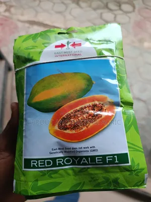 Red Royale 500 Seeds
