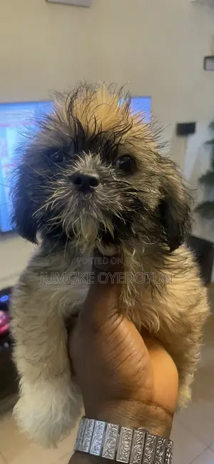 1-3 months Male Purebred Lhasa Apso
