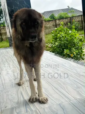 1+ year Male Mixed Breed Caucasian Shepherd