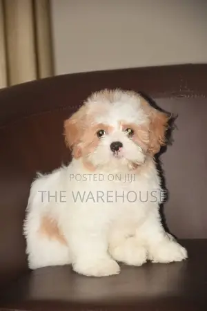 1+ year Male Purebred Lhasa Apso
