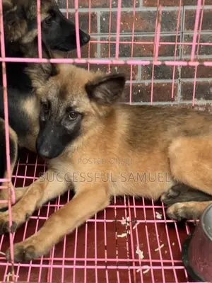1-3 months Female Purebred German Shepherd