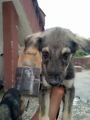 1-3 months Male Purebred German Shepherd
