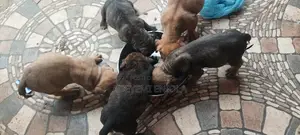 1-3 months Female Purebred Boerboel