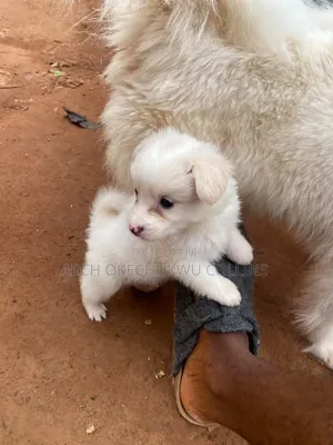 1-3 months Male Mixed Breed American Eskimo
