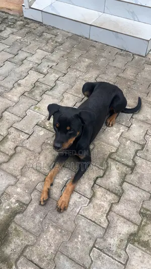 1+ year Male Mixed Breed Rottweiler