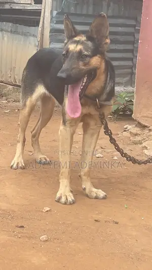 1+ year Female Purebred German Shepherd