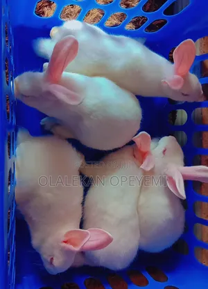 Weaners Rabbit 4000