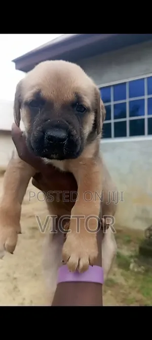 0-1 month Male Purebred Boerboel
