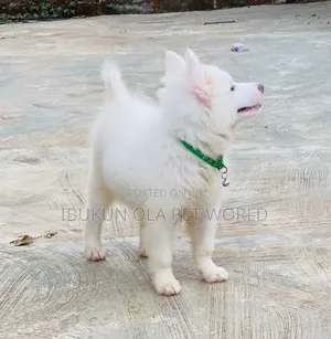 1-3 months Female Purebred American Eskimo