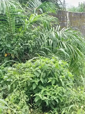 Land for Sell