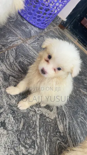 1-3 months Female Purebred American Eskimo