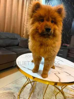 1-3 months Female Purebred Chow Chow