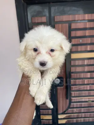 1-3 months Male Purebred American Eskimo