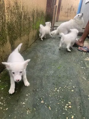 1-3 months Male Purebred American Eskimo