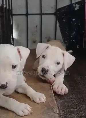 1-3 months Female Purebred American Pit Bull Terrier