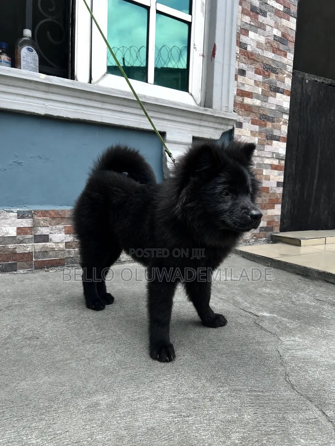 3-6 months Male Mixed Breed Chow Chow