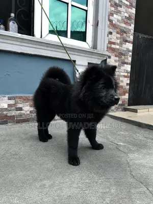 3-6 months Male Mixed Breed Chow Chow