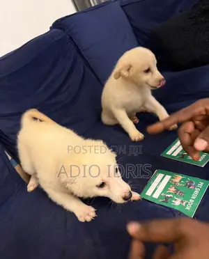 1-3 months Male Purebred American Eskimo