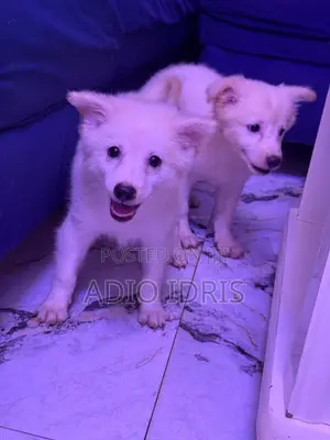 1-3 months Male Purebred American Eskimo