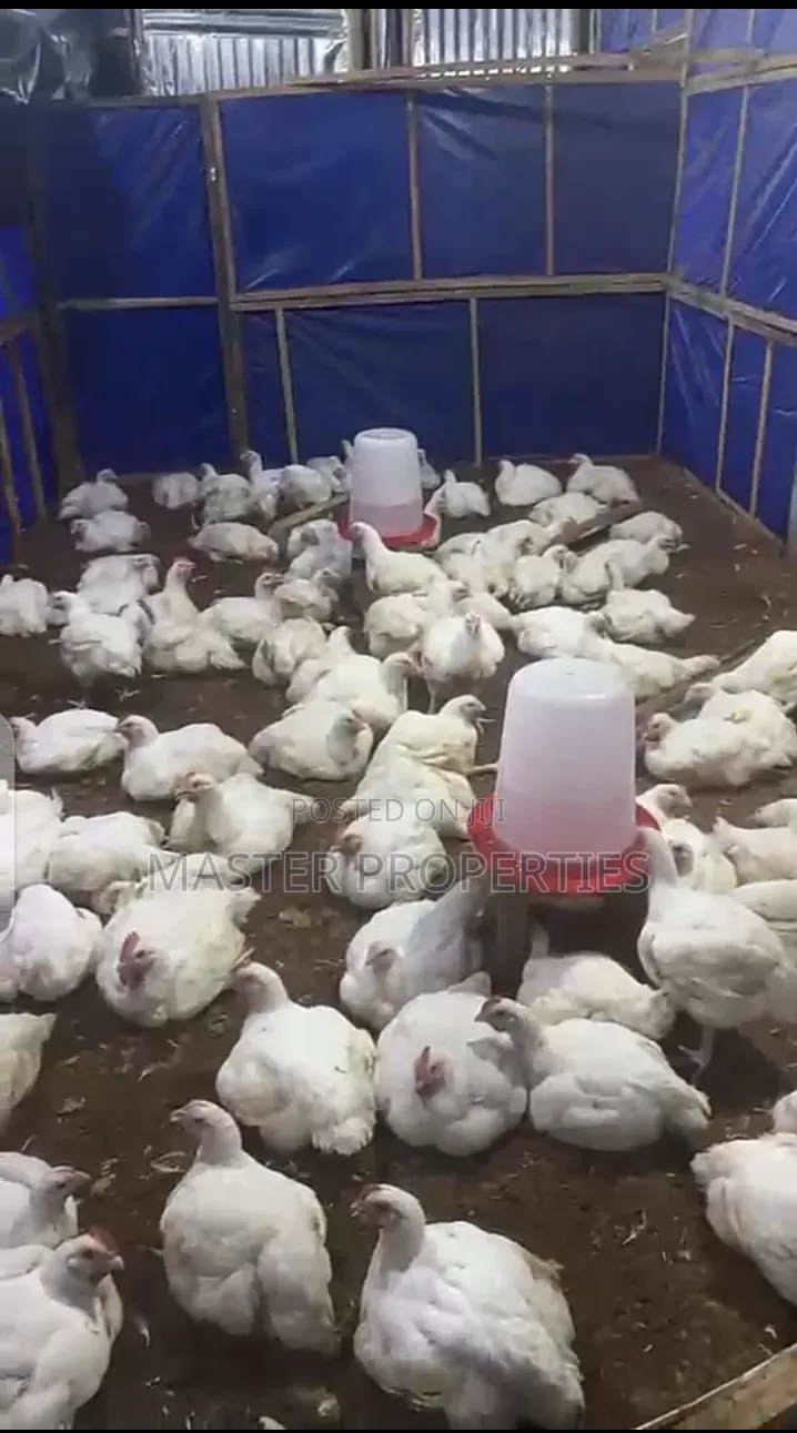 6 Weeks Old Broilers