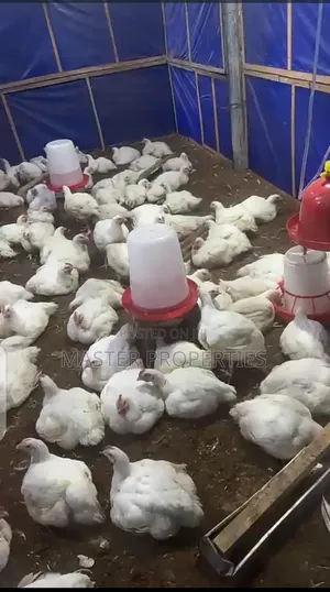 6 Weeks Old Broilers