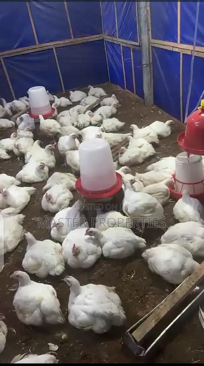 6 Weeks Old Broilers