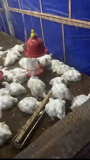 6 Weeks Old Broilers