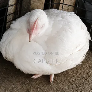 Live Chicken