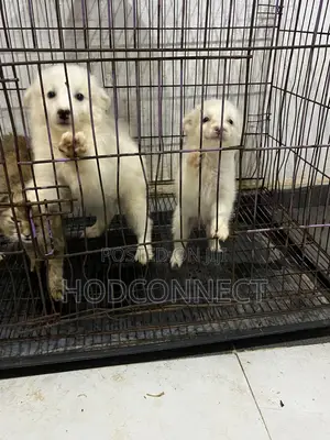 1-3 months Female Purebred American Eskimo