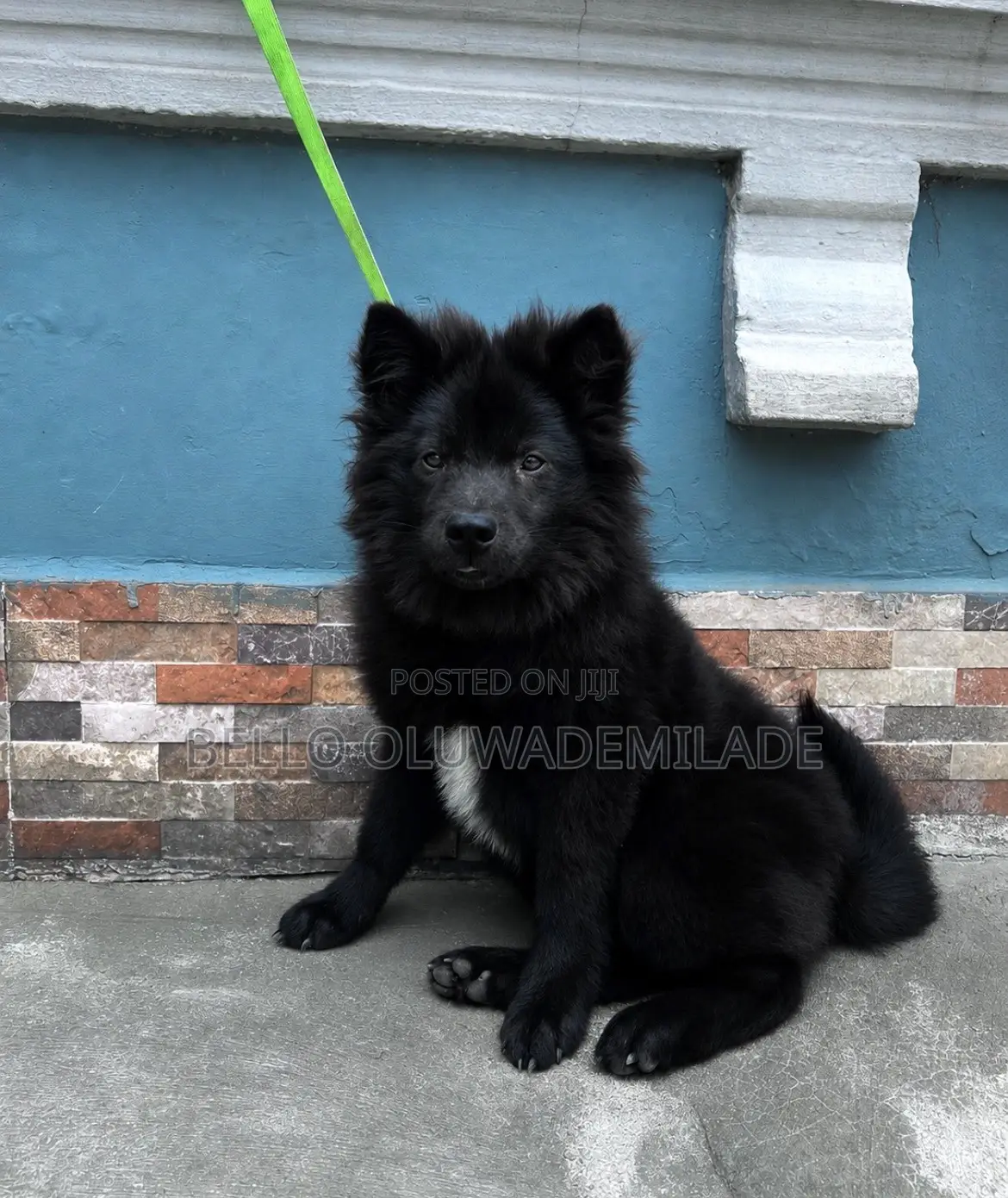3-6 months Male Mixed Breed Chow Chow