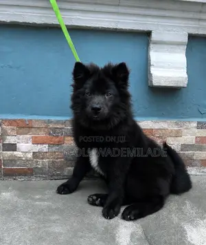 3-6 months Male Mixed Breed Chow Chow