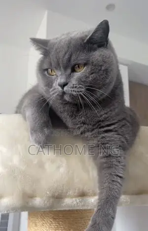 1+ year Female Purebred British Shorthair