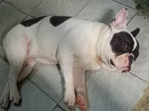 1+ year Male Purebred French Bulldog