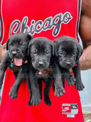 1-3 months Female Purebred Cane Corso
