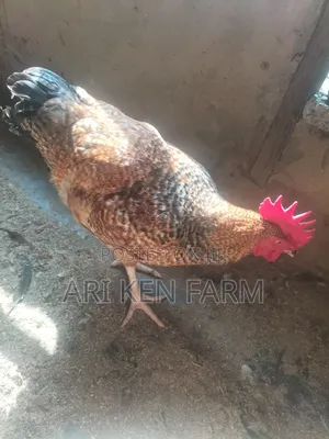 Exceptional Heavy Noiler Birds