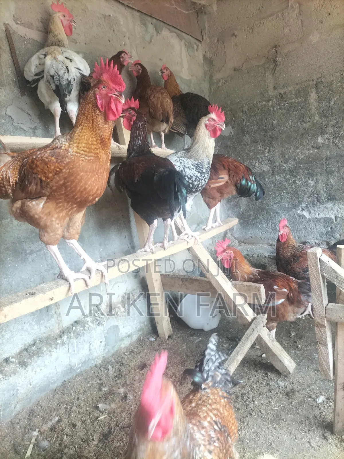 Exceptional Heavy Noiler Birds