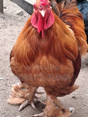 Brahma Chichen