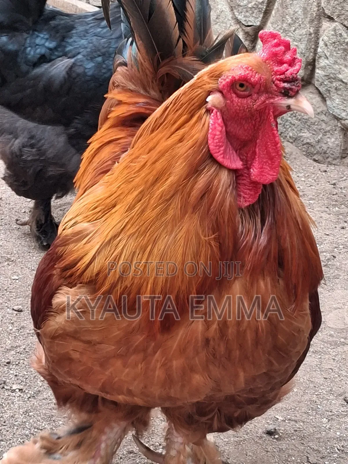 Brahma Chichen