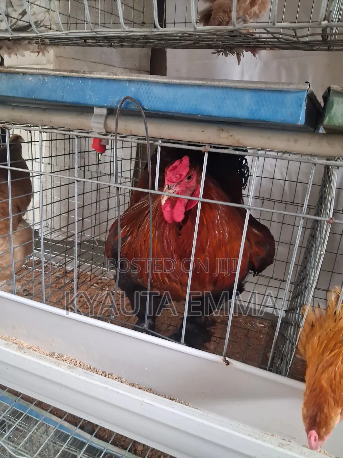 Brahma Chichen