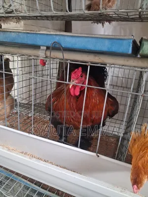 Brahma Chichen